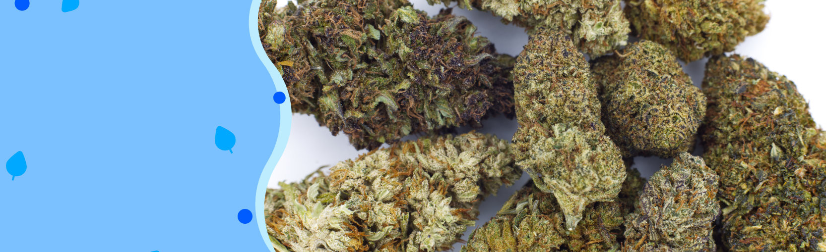 Highest Quality Cannabis Flower from hemp blossoms